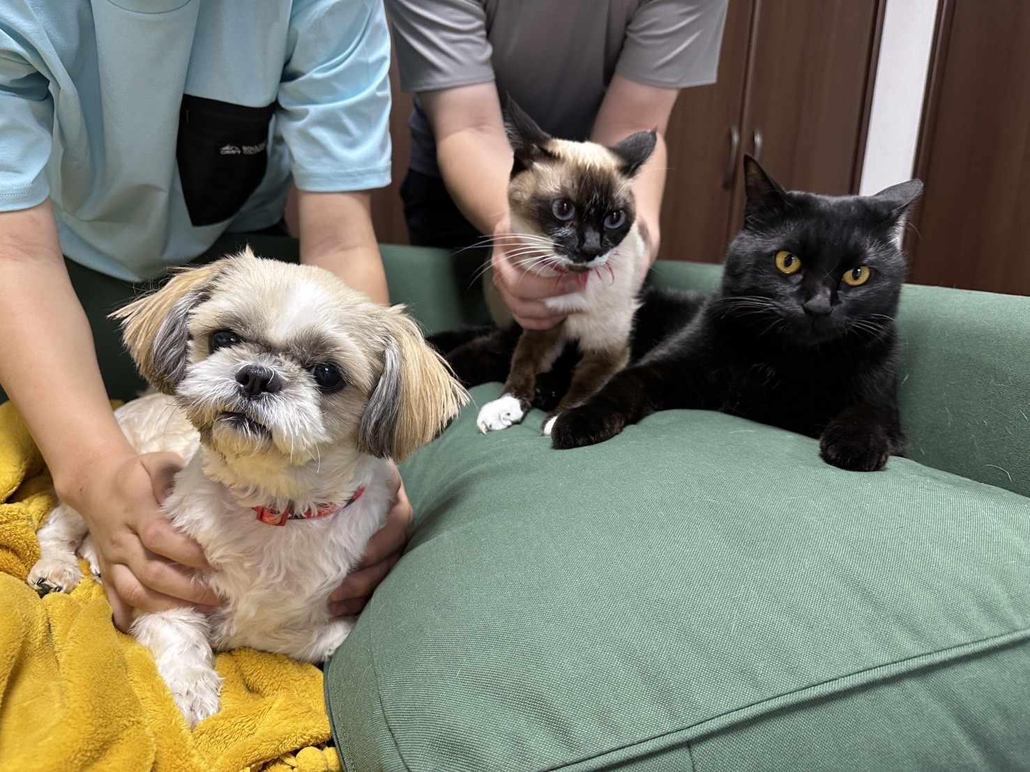 【ペット連れフィリピン移住①】準備は最低6ヶ月前から?教育移住で失敗しないための完全ガイド 【ペット連れフィリピン移住①】準備は最低6ヶ月前から?教育移住で失敗しないための完全ガイド