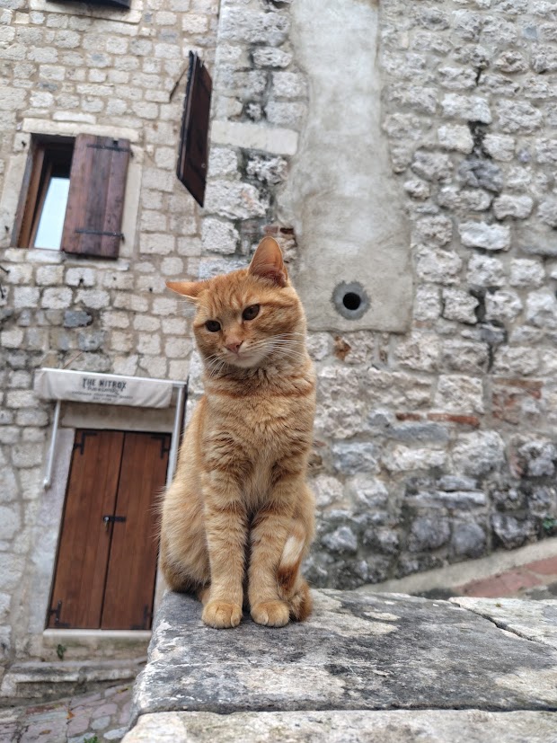 【ペット連れフィリピン移住②】「順番」を間違えると渡航不可？魔の180日待機と医療スケジュールの絶対ルール