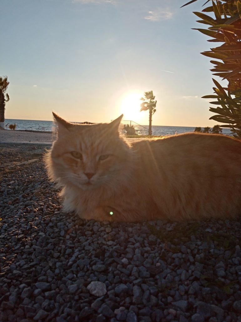 【ペット連れフィリピン移住③】航空会社選びと「貨物室」の真実|ドゥマゲッティ行き国内線の落とし穴と回避策 【ペット連れフィリピン移住③】航空会社選びと「貨物室」の真実|ドゥマゲッティ行き国内線の落とし穴と回避策